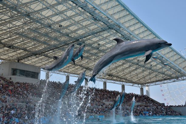 나고야항 수족관 입장권