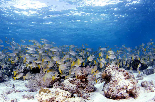 세부 뉴그랑블루 다이브리조트 어드밴스 다이버 2일 코스 (오픈워터 이상 소지자)