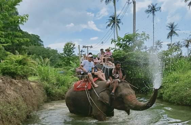 끄라비 코끼리 트레킹 & 목욕 시키기 체험 투어