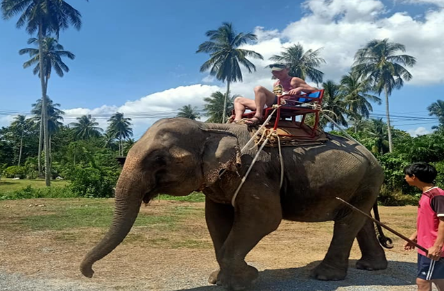 끄라비 코끼리 트레킹 & 목욕 시키기 체험 투어