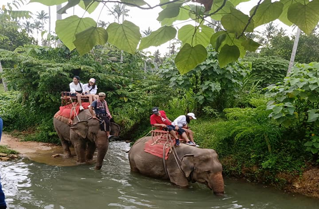 끄라비 코끼리 트레킹 & 목욕 시키기 체험 투어