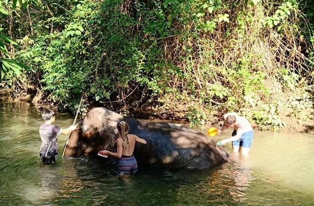 끄라비 코끼리 트레킹 & 목욕 시키기 체험 투어