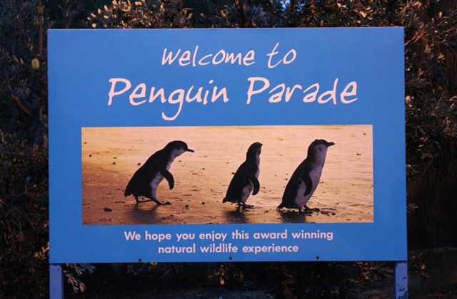 [오지나라] 그레이트 오션로드 & 필립 아일랜드 일일 투어