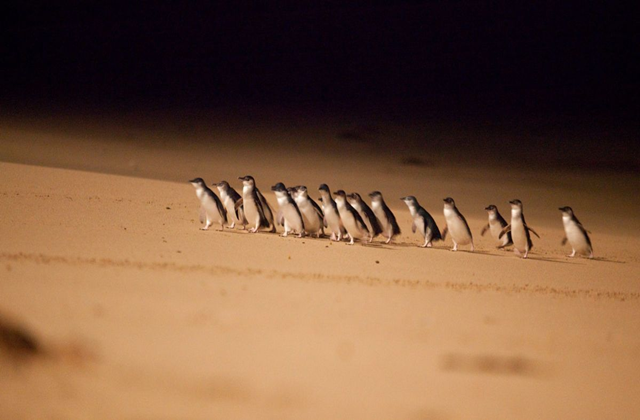 [오지나라] 그레이트 오션로드 & 퍼핑빌리 & 필립 아일랜드 투어