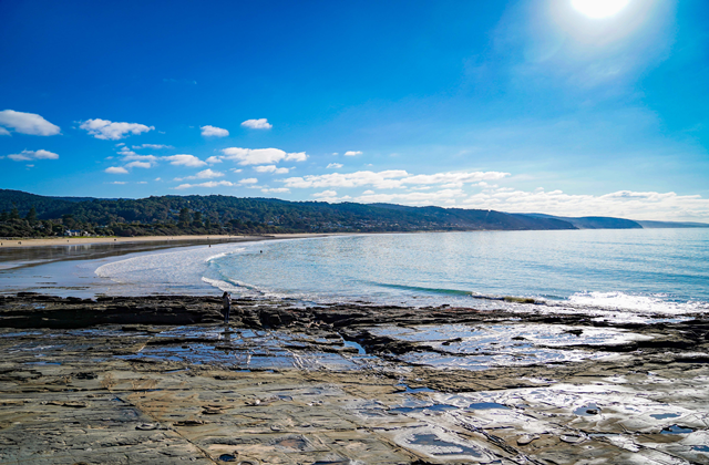 [오지나라] 그레이트 오션로드 & 퍼핑빌리 & 필립 아일랜드 투어