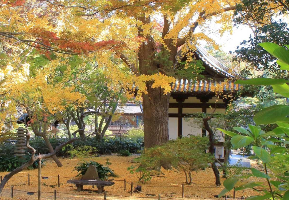 요코하마 산케이엔 정원 입장권