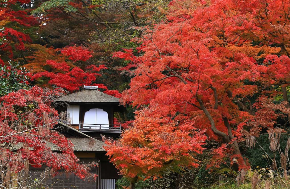 요코하마 산케이엔 정원 입장권