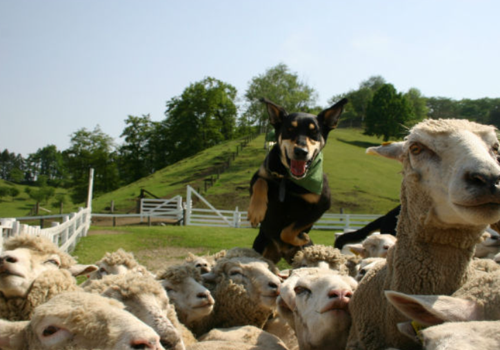 군마 이카호 그린 목장 동물 교감 체험 입장권