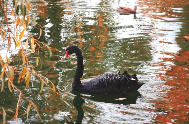 [오지나라] 펭귄퍼레이드! 필립아일랜드 + 블랙스완 + 야생 캥거루 투어