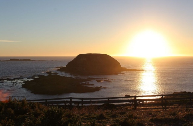 [오지나라] 펭귄퍼레이드! 필립아일랜드 + 블랙스완 + 야생 캥거루 투어