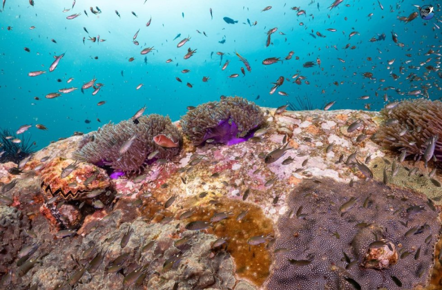 라용 힌픙(Hin peng) 펀다이빙, 체험다이빙, 프리다이빙 투어