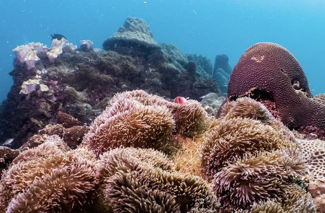 파타야 근교 꼬캄 야이 & 노이 섬 스노클링 투어