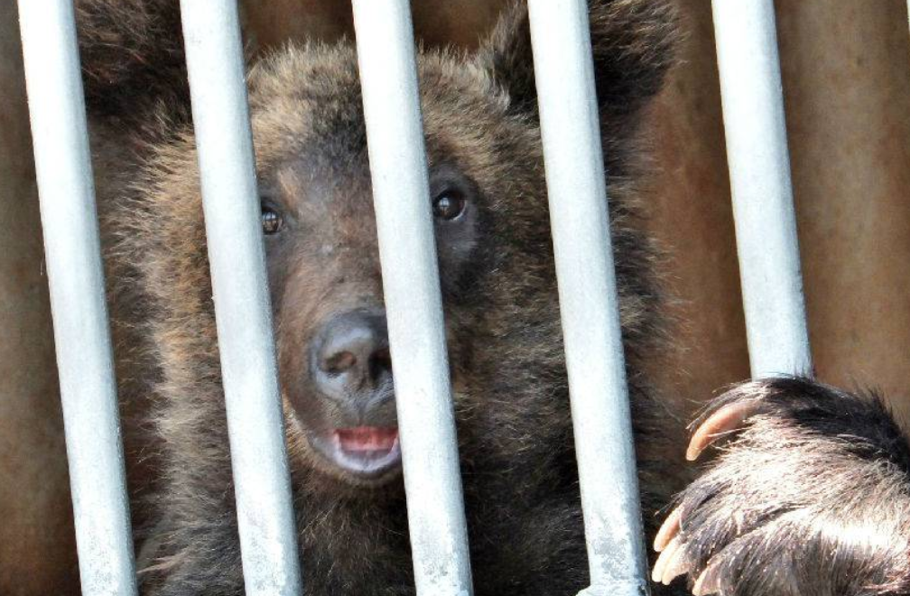 홋카이도 쇼와신잔 곰목장 입장권