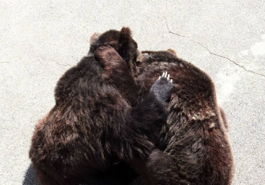 홋카이도 쇼와신잔 곰목장 입장권