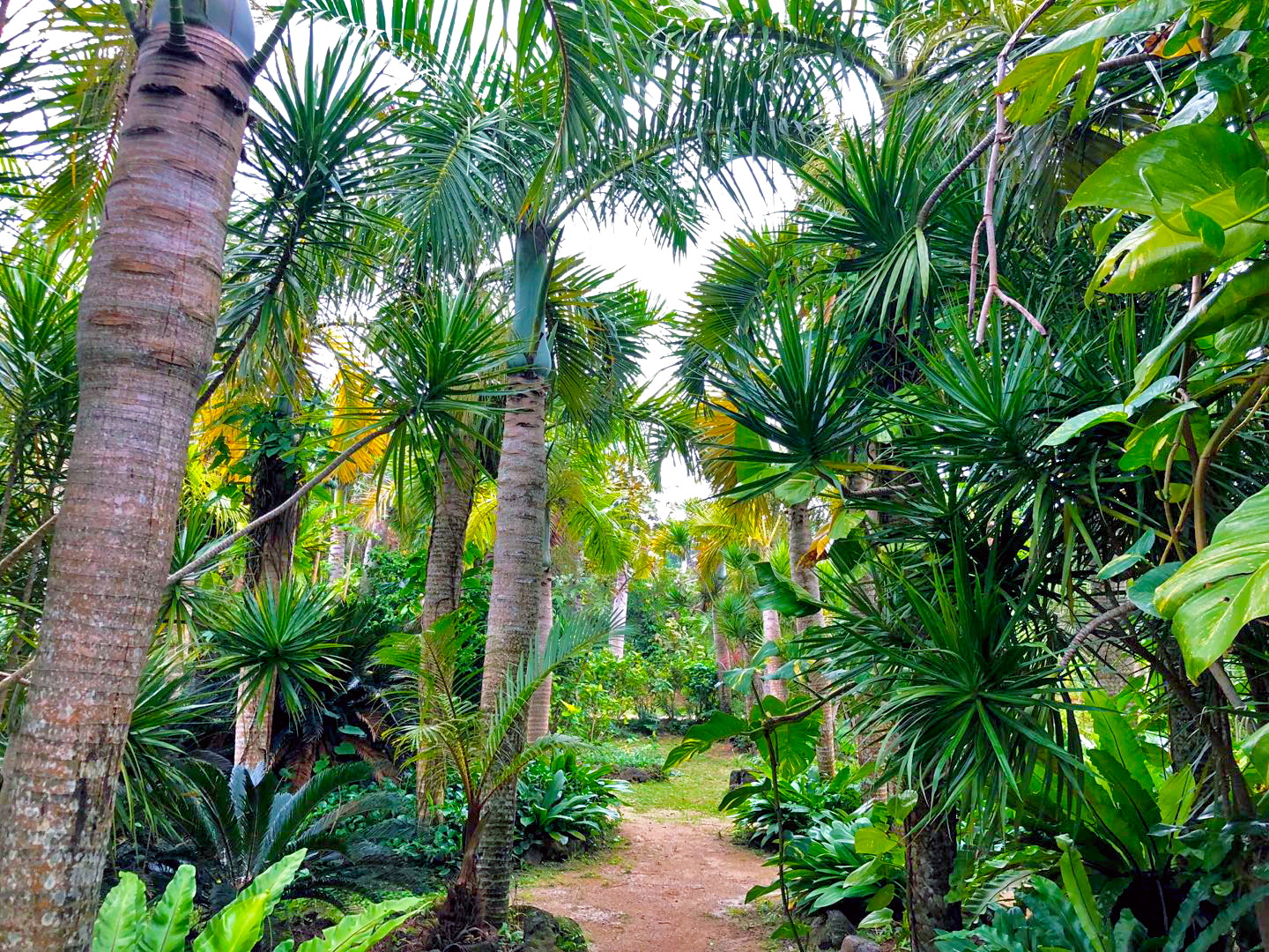 오키나와 이리오모테섬 & 유부섬 & 다케토미섬 투어 (점심 포함)