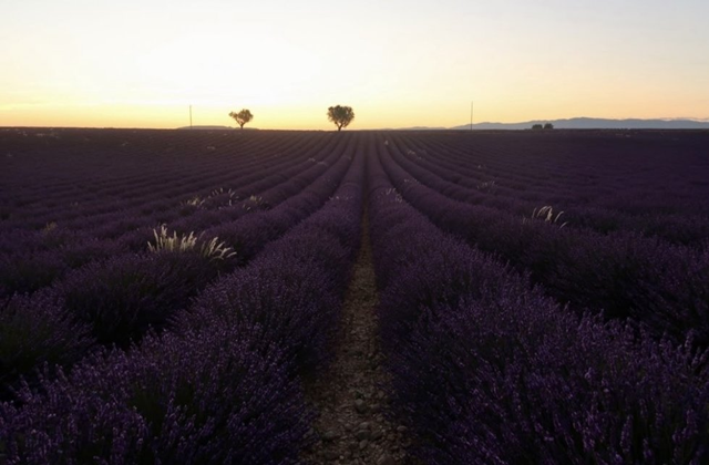 [이유투어] 니스 출발: 베르동 라벤더 투어 - 남프랑스의 정수를 만나다