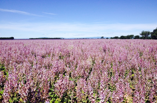 [독점할인] [이유투어] 니스 출발: 베르동 라벤더 투어 - 남프랑스의 정수를 만나다