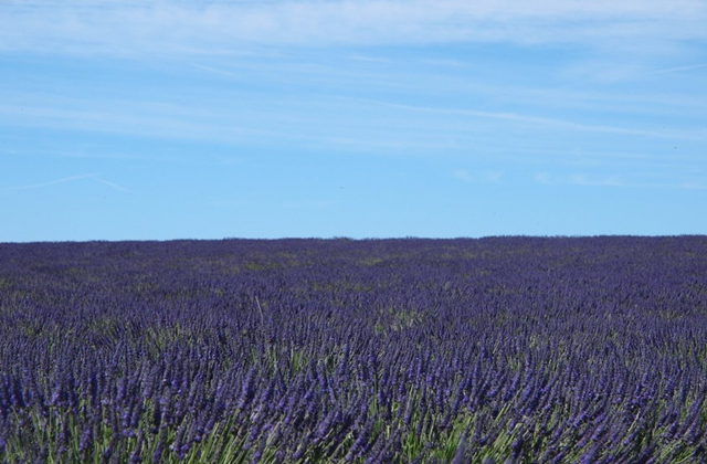 [이유투어] 아비뇽 출발: 베르동 협곡 - 발렁솔라벤더 - 무스티에 소규모 투어