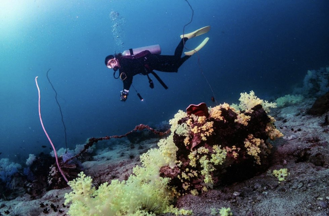 꼬캄, 꼬린, 꼬힌에서 즐기는 펀 다이빙 & 프리 다이빙 투어