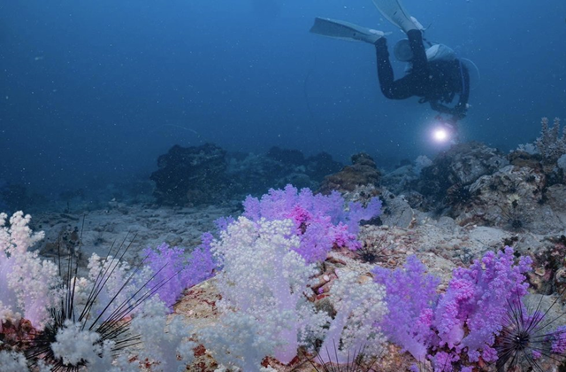 꼬캄, 꼬린, 꼬힌에서 즐기는 펀 다이빙 & 프리 다이빙 투어