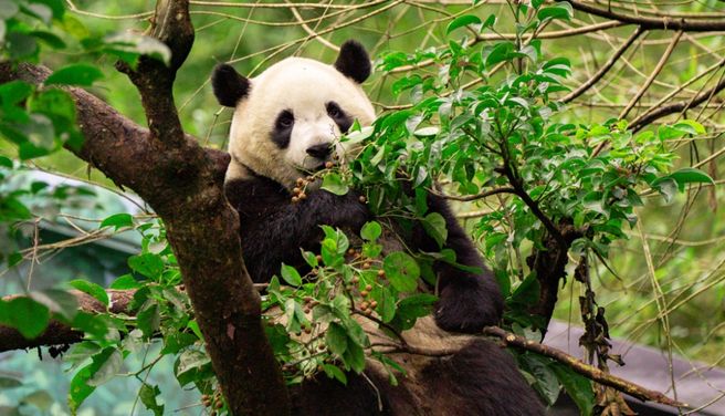 Taipei Zoo Ticket
