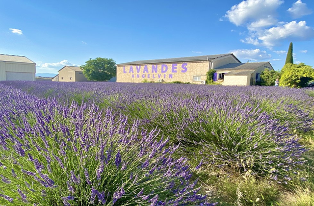 [공식 차량투어] 니스 출발: 남프랑스 베르동 협곡, 무스띠에, 발렁솔르 라벤더 투어