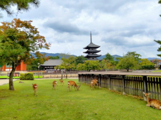 단독 차량으로 떠나는 나라 & 오사카 원데이 투어