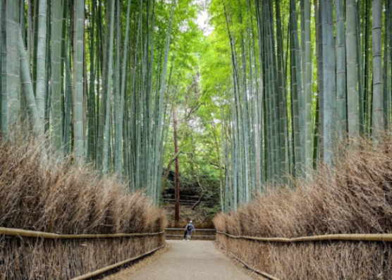 아름다운 교토 단독차량 일일 투어 (오사카 출발)
