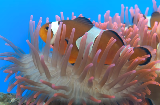 activity_detail_image