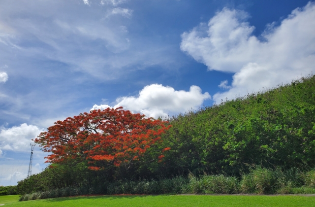 사이판 코랄오션 골프 - 18홀 그린피 + 카트피