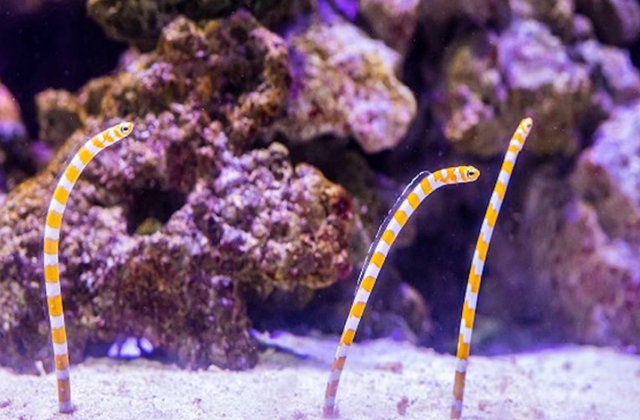 マクセル アクアパーク品川 電子チケット