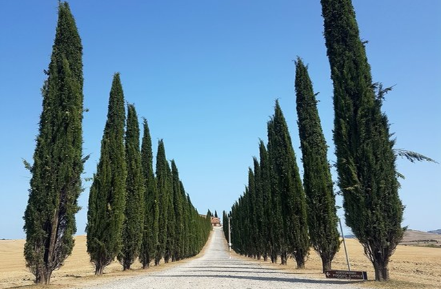 [박재벌패밀리] 토스카나의 영화 속 주인공처럼 떠나는 투어 - 엔터감성투어