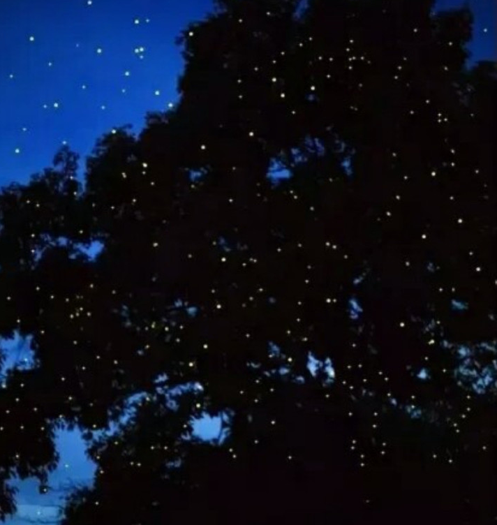 코타키나발루 뚜아이 반딧불 투어 by 렛츠고트래블