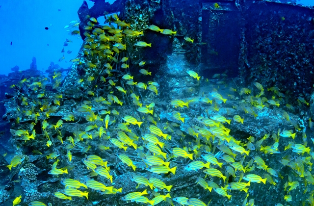 하와이 와이키키 아틀란티스 잠수함 투어