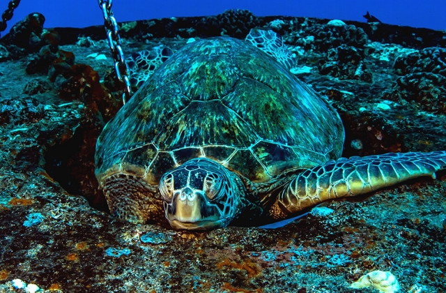 하와이 와이키키 아틀란티스 잠수함 투어