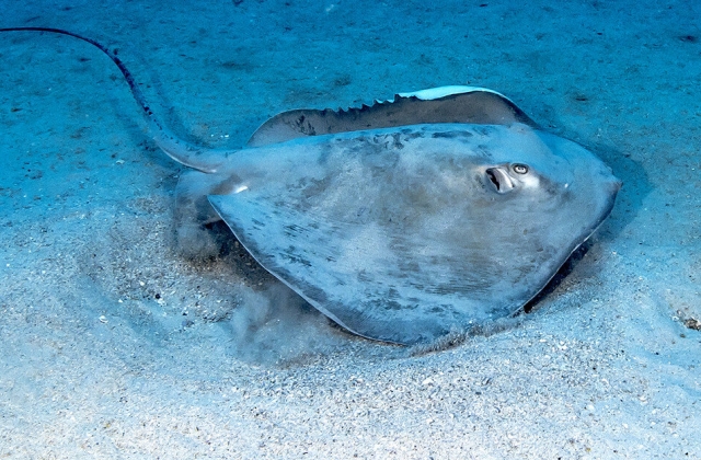 하와이 와이키키 아틀란티스 잠수함 투어