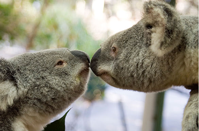 Brisbane: Lone Pine Koala Sanctuary & Return Boat Cruise Ticket