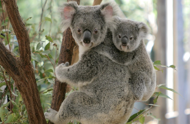 Brisbane: Lone Pine Koala Sanctuary & Return Boat Cruise Ticket