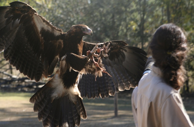 Brisbane: Lone Pine Koala Sanctuary & Return Boat Cruise Ticket