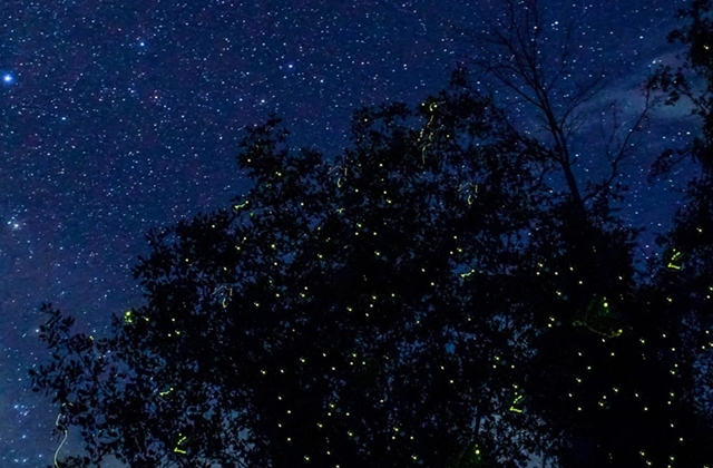 코타키나발루 쁘리 쁘리 반딧불 투어