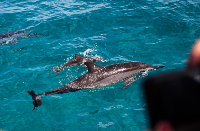 하와이 돌핀 크루즈 거북이 스노클링 투어 by Dolphins and You