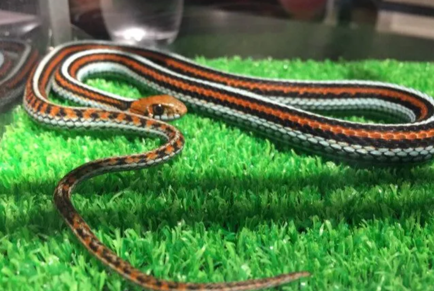 activity_detail_image