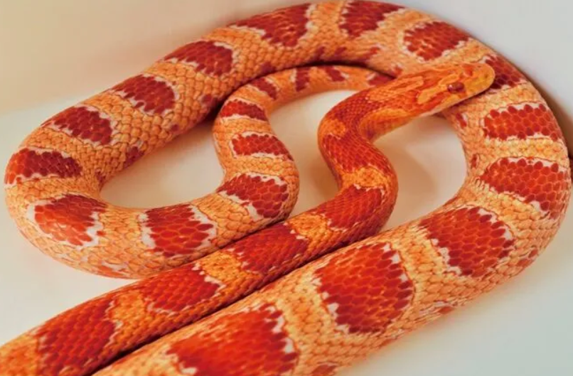 activity_detail_image