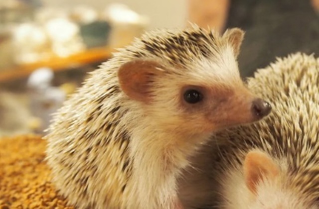 activity_detail_image