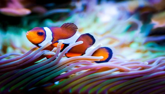 【セット割引】東京 池袋 サンシャインシティ水族館 入場券 + 東京メトロパス 24時間券