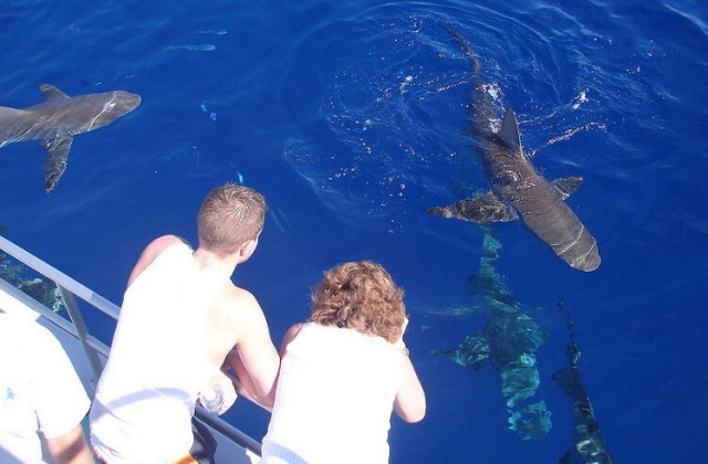 하와이 샤크 케이지 다이빙 투어