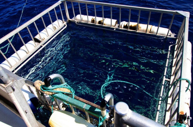 하와이 샤크 케이지 다이빙 투어