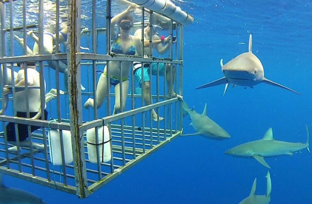 하와이 샤크 케이지 다이빙 투어