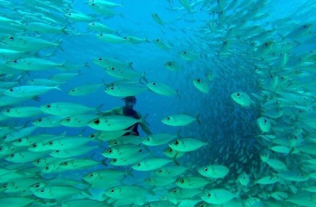 하와이 캡틴밥 카네오헤 샌드바 스노클링 & 세일링 투어
