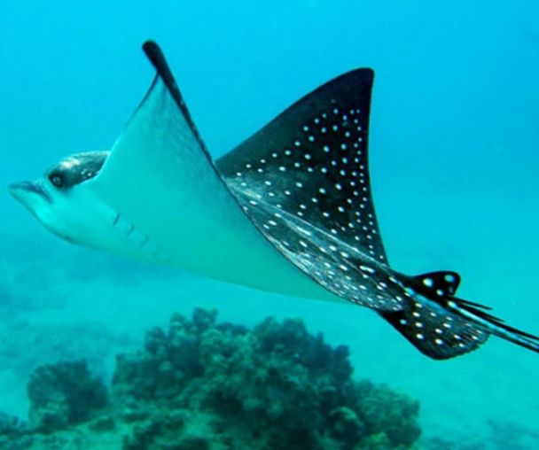 activity_detail_image